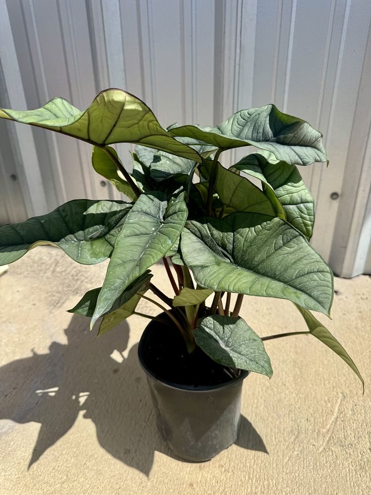 alocasia-platinum-elephant-ear
