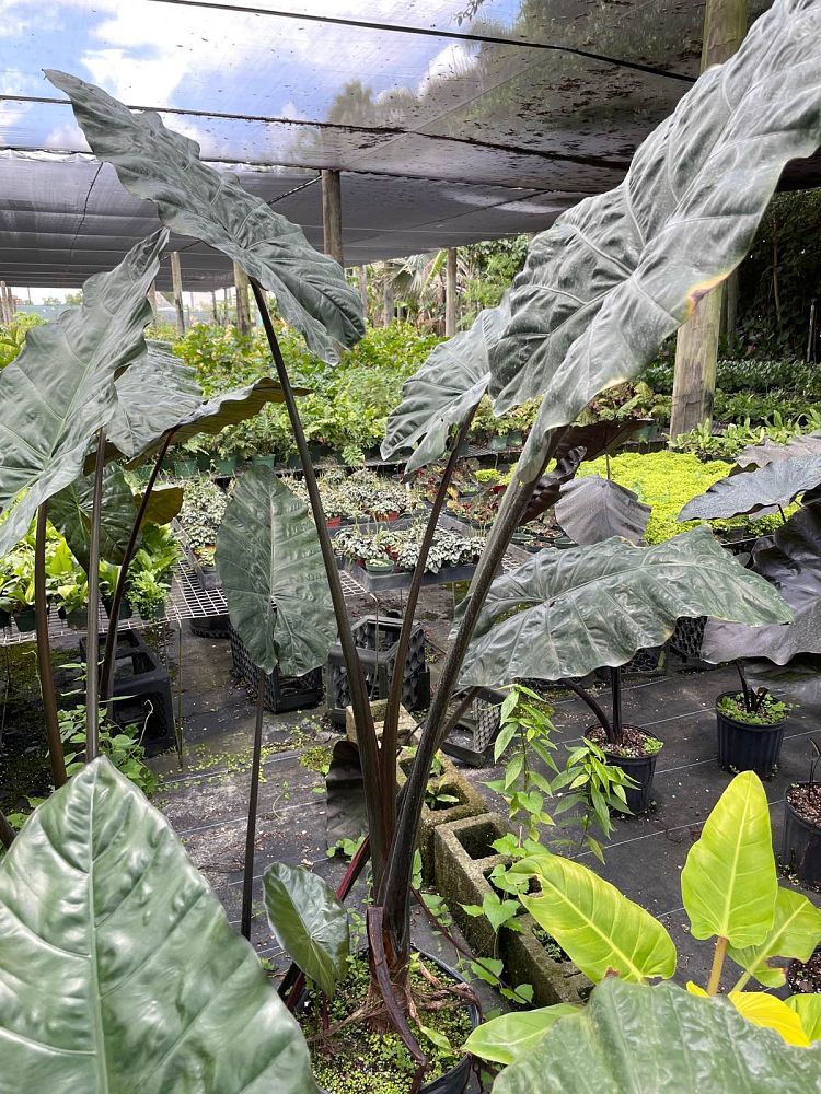 alocasia-plumbea-elephant-ear-alocasia-indica-metallica-purple-stem-alocasia