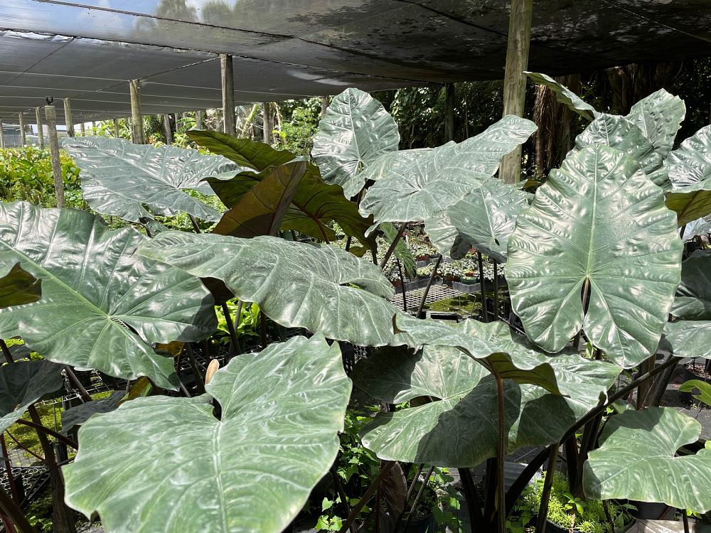 alocasia-plumbea-elephant-ear-alocasia-indica-metallica-purple-stem-alocasia
