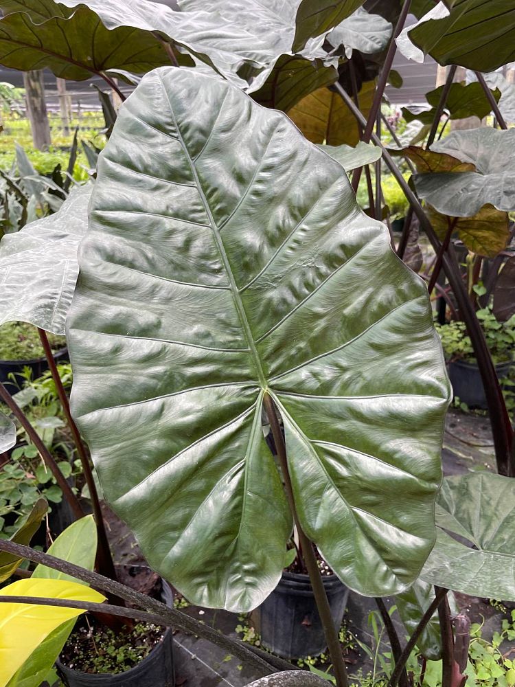 alocasia-plumbea-elephant-ear-alocasia-indica-metallica-purple-stem-alocasia
