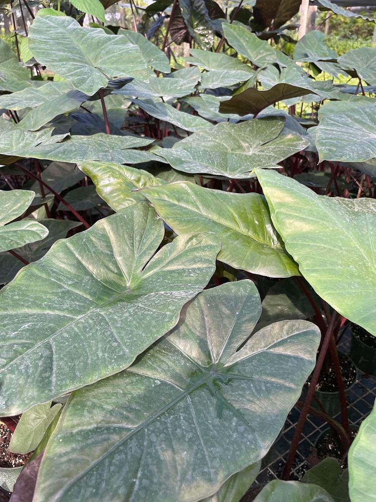 alocasia-plumbea-elephant-ear-alocasia-indica-metallica-purple-stem-alocasia