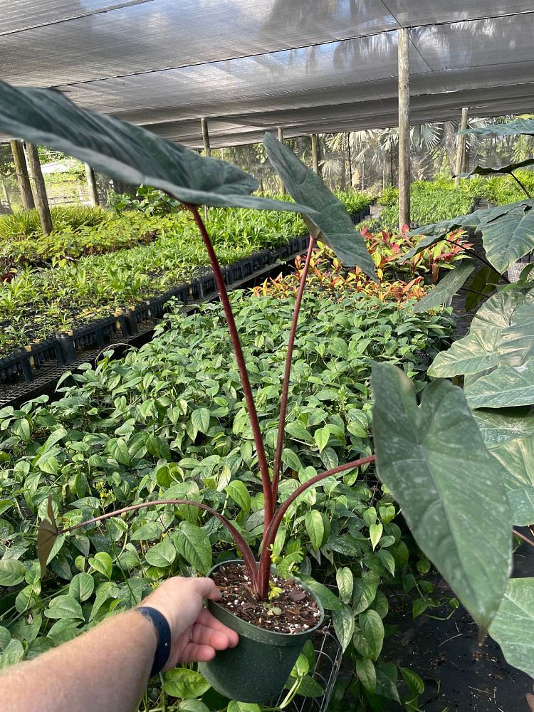 alocasia-plumbea-elephant-ear-alocasia-indica-metallica-purple-stem-alocasia