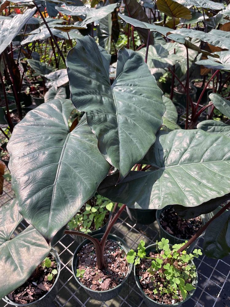 alocasia-plumbea-elephant-ear-alocasia-indica-metallica-purple-stem-alocasia