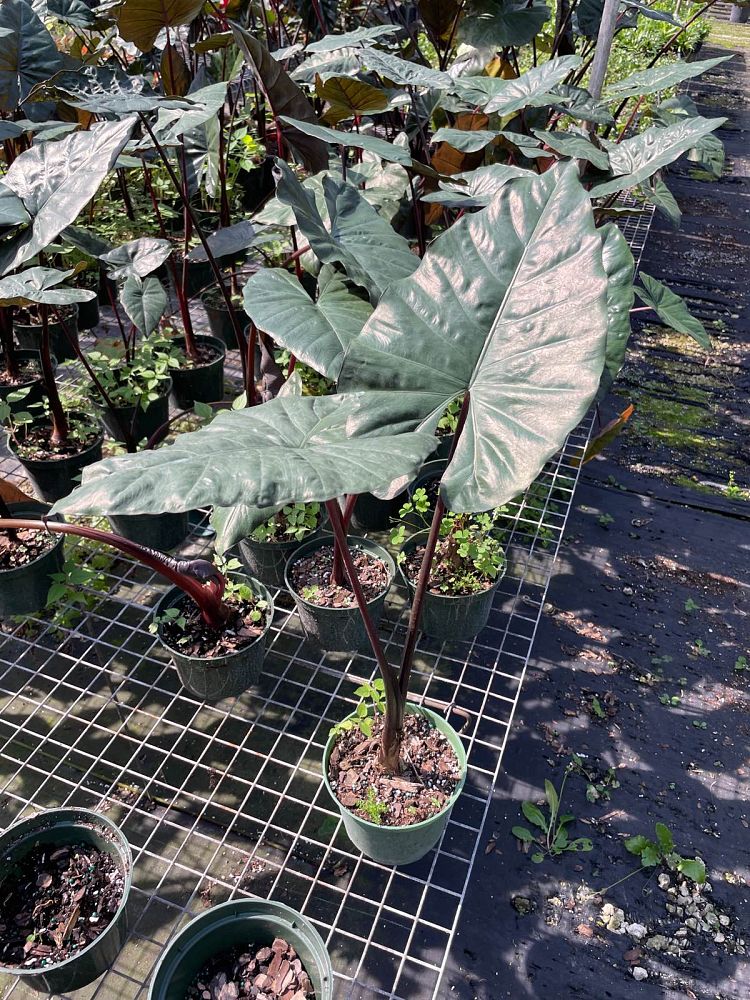 alocasia-plumbea-elephant-ear-alocasia-indica-metallica-purple-stem-alocasia