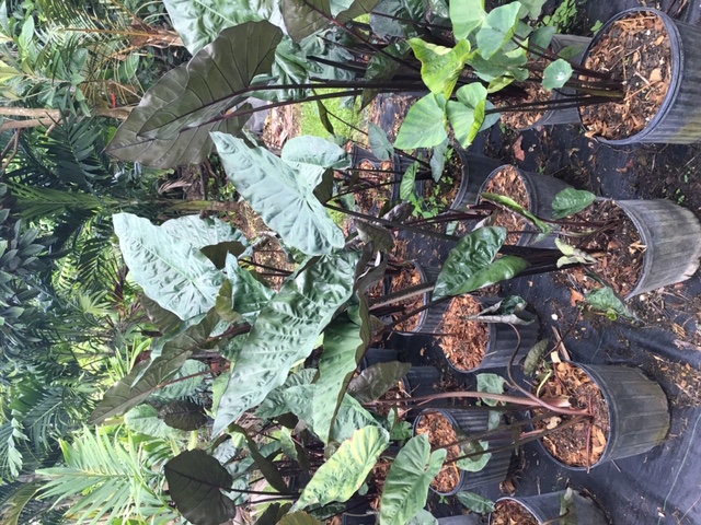 alocasia-plumbea-metallica-elephant-ear