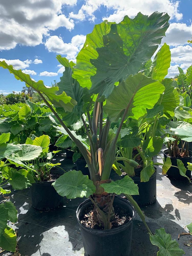 alocasia-portadora-elephant-ear