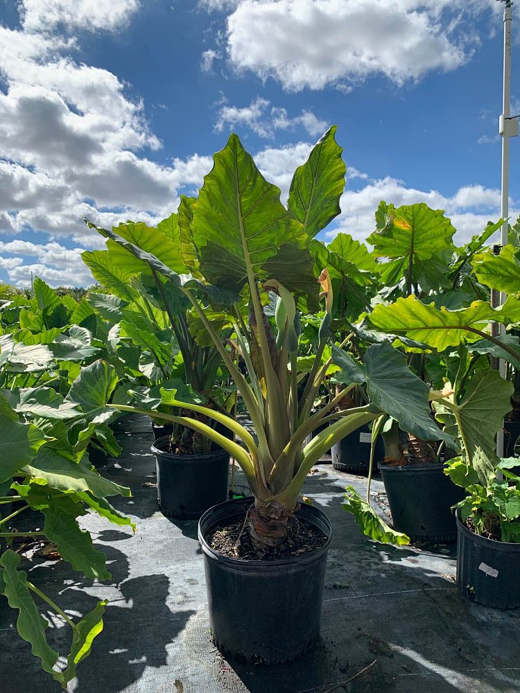 alocasia-portadora-elephant-ear