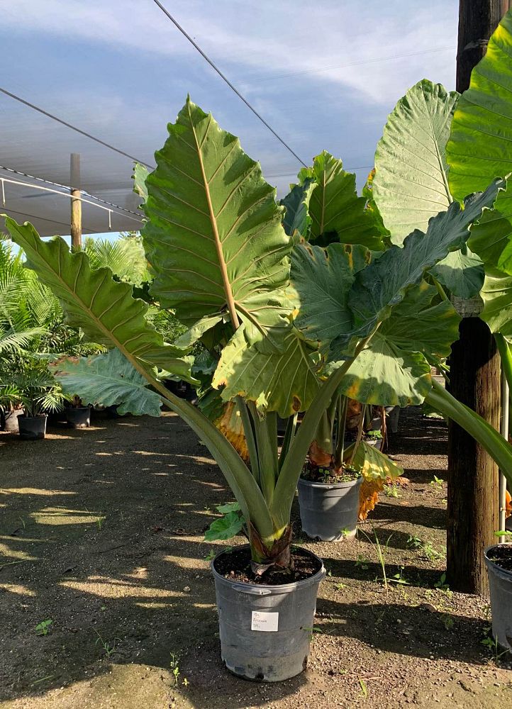 alocasia-portadora-elephant-ear