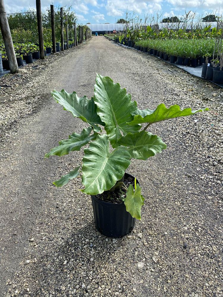 alocasia-portadora-elephant-ear
