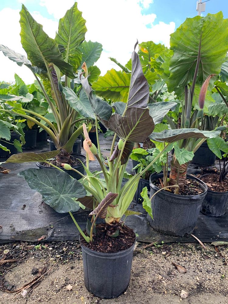alocasia-portadora-elephant-ear