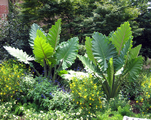 alocasia-portadora-elephant-ear