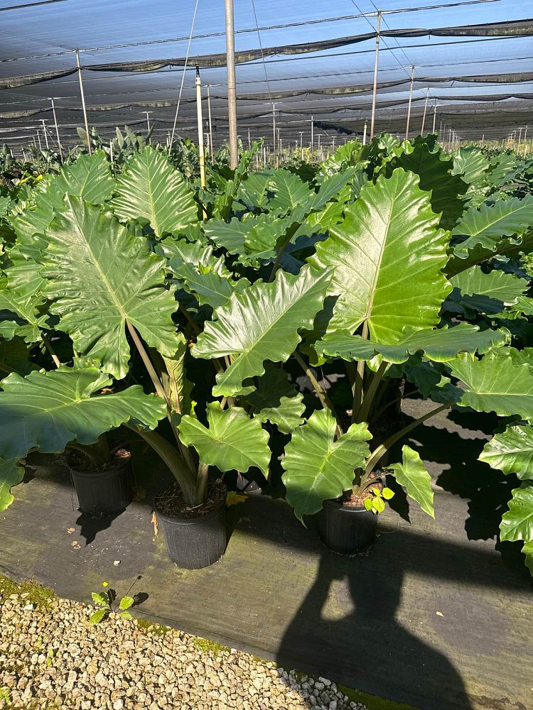 alocasia-portadora-elephant-ear