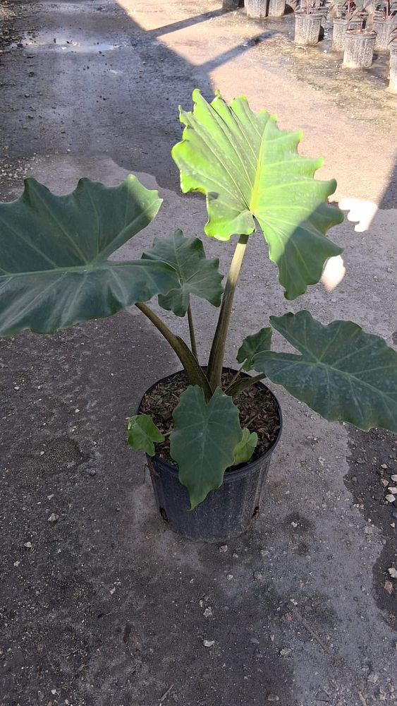 alocasia-portadora-elephant-ear