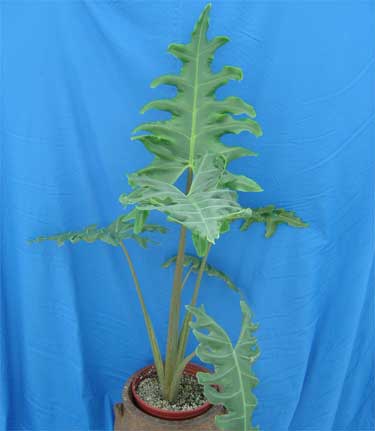 alocasia-portei-elephant-ear-portora-lily