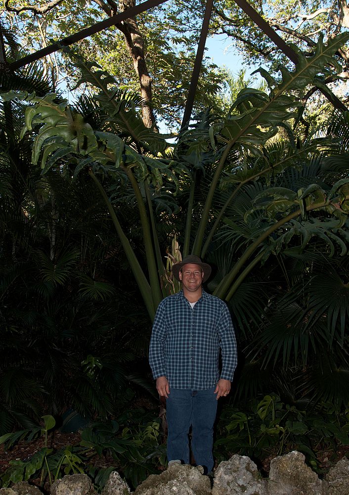 alocasia-portei-elephant-ear-portora-lily