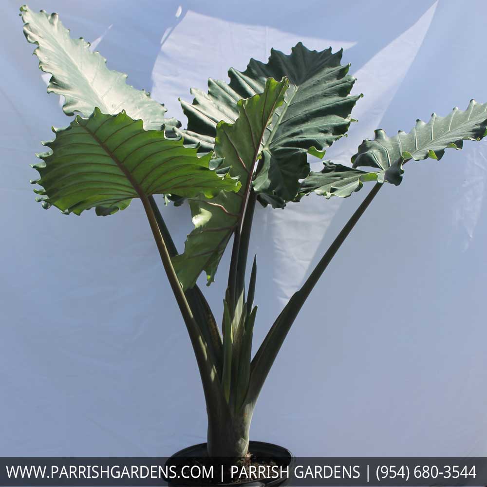 alocasia-portora-elephant-ear