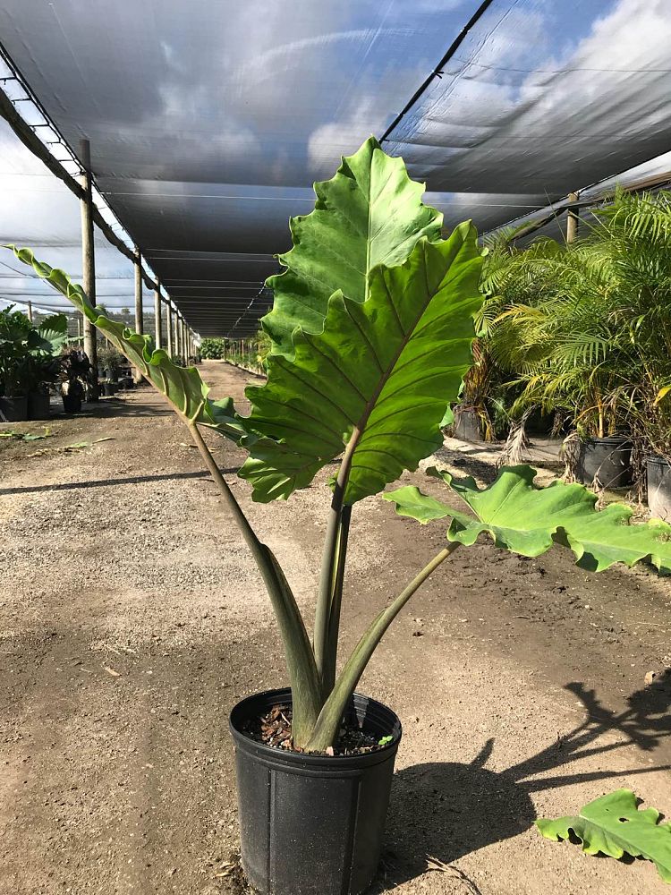 alocasia-portora-elephant-ear