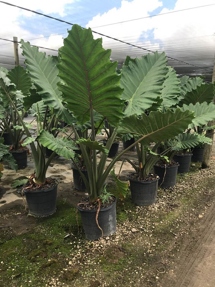 alocasia-portora-elephant-ear