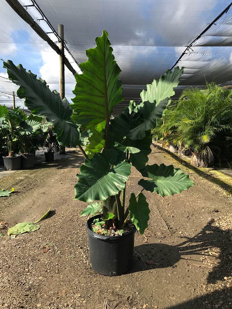 alocasia-portora-elephant-ear
