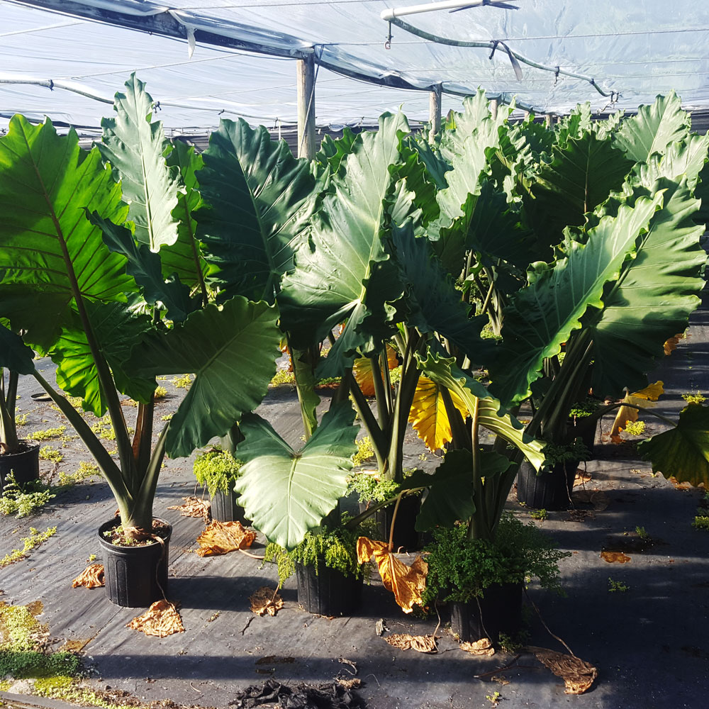 alocasia-portora-elephant-ear