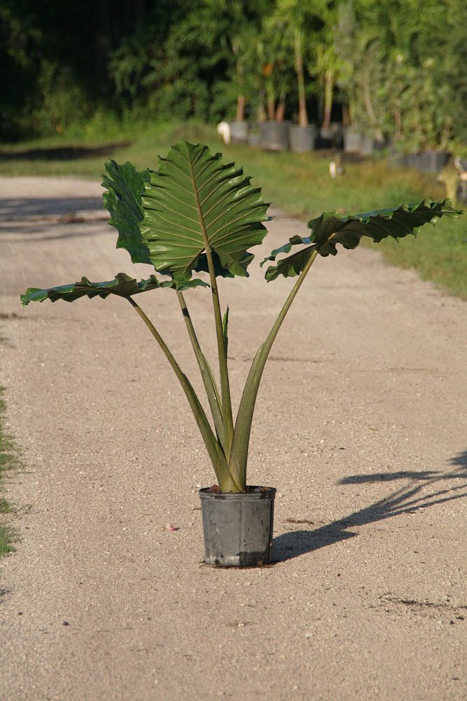 alocasia-portora-elephant-ear