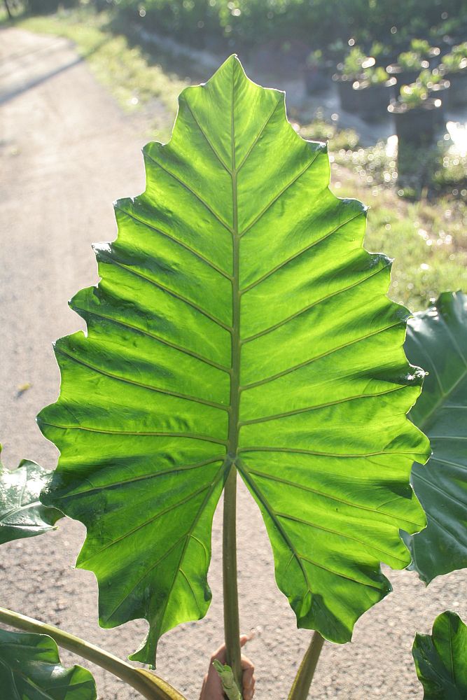 alocasia-portora-elephant-ear