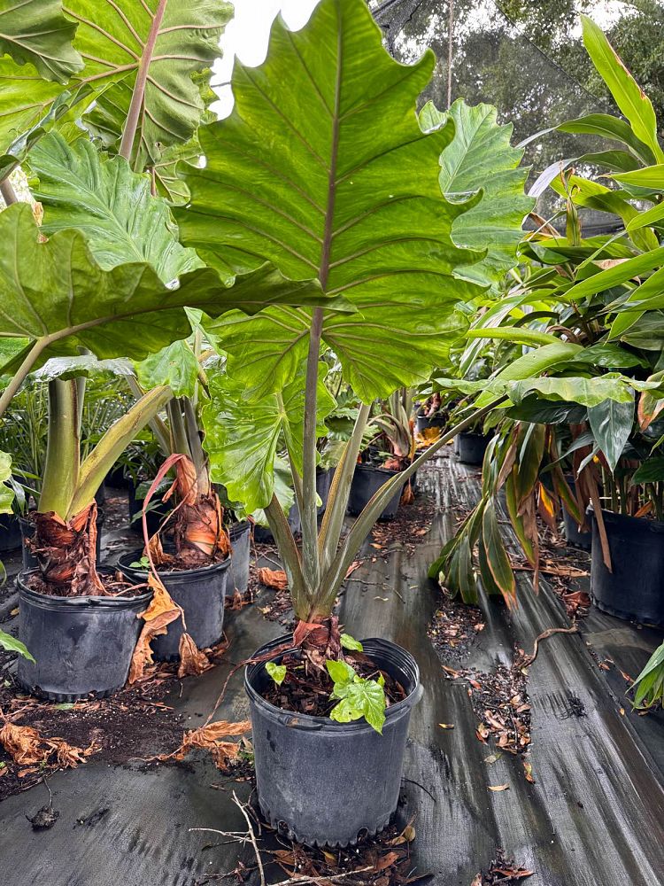 alocasia-portora-elephant-ear
