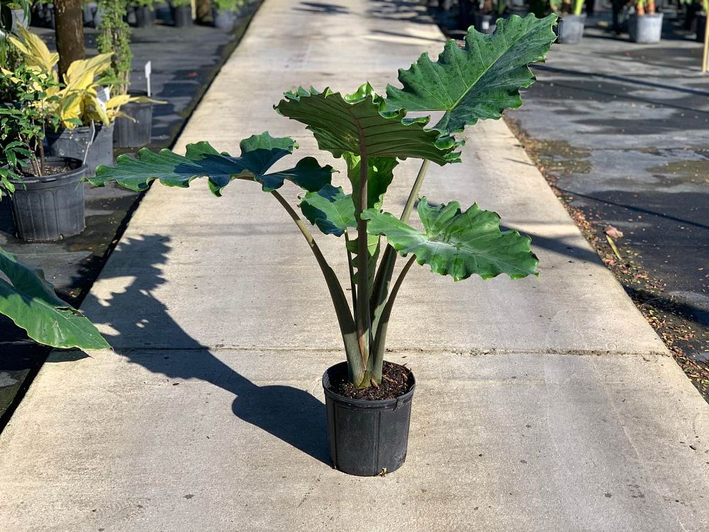 alocasia-portora-elephant-ear