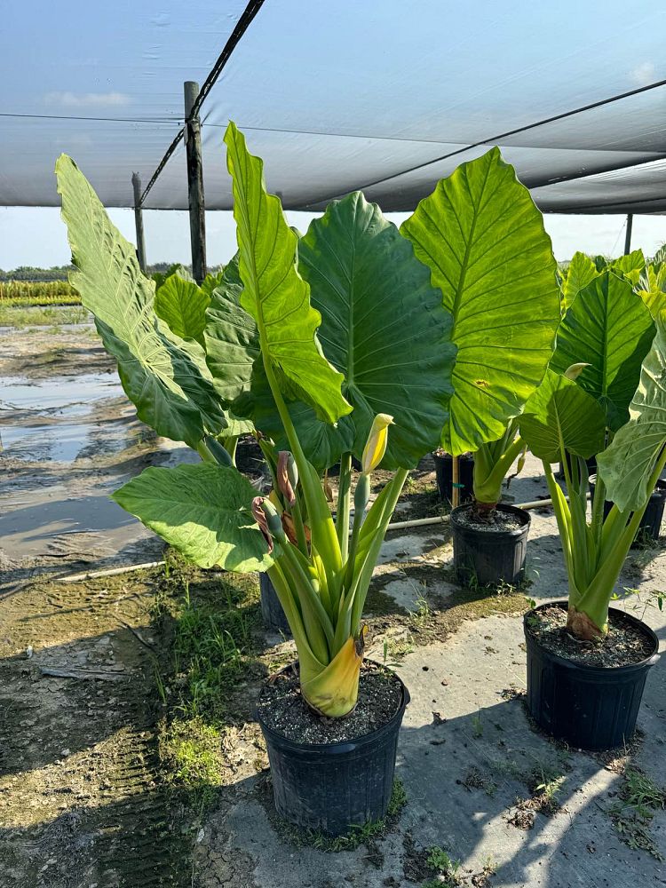 alocasia-portora-elephant-ear
