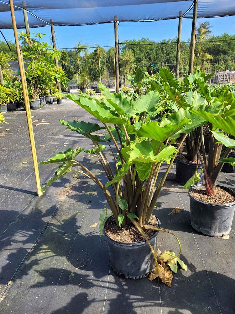 alocasia-portora-elephant-ear