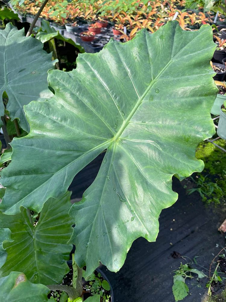 alocasia-portora-elephant-ear