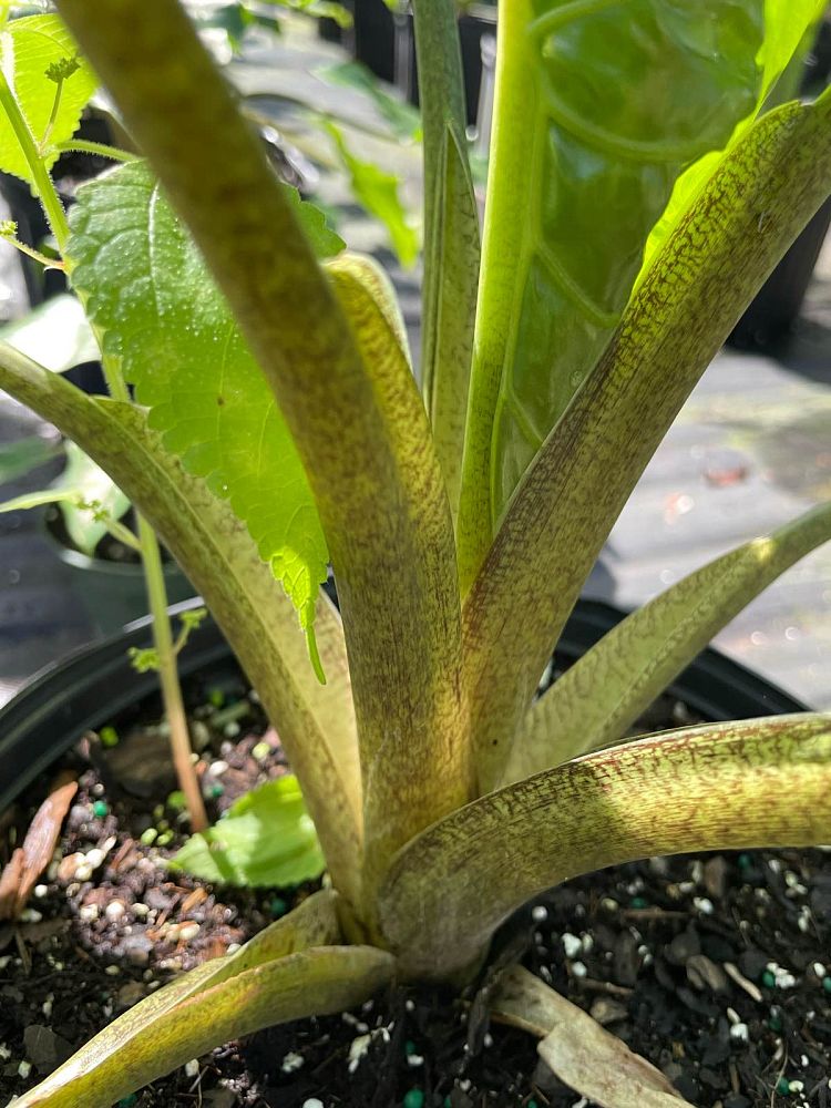 alocasia-portora-elephant-ear