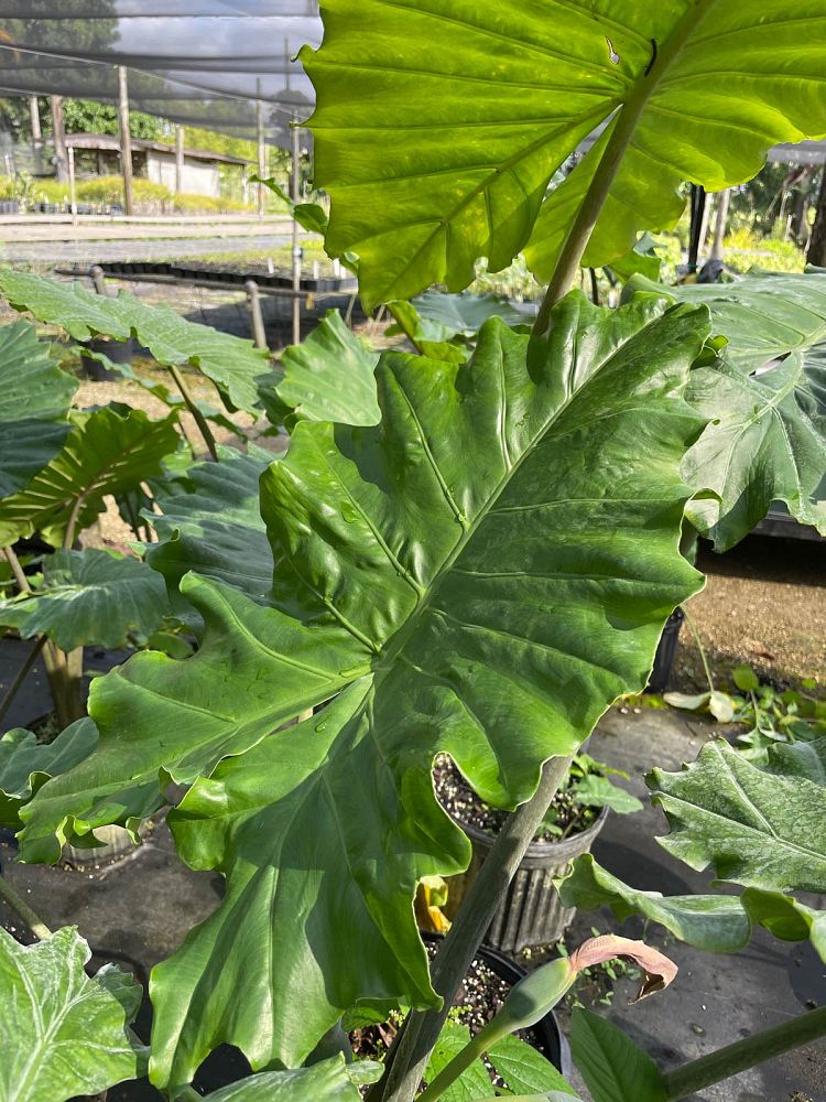 alocasia-portora-elephant-ear