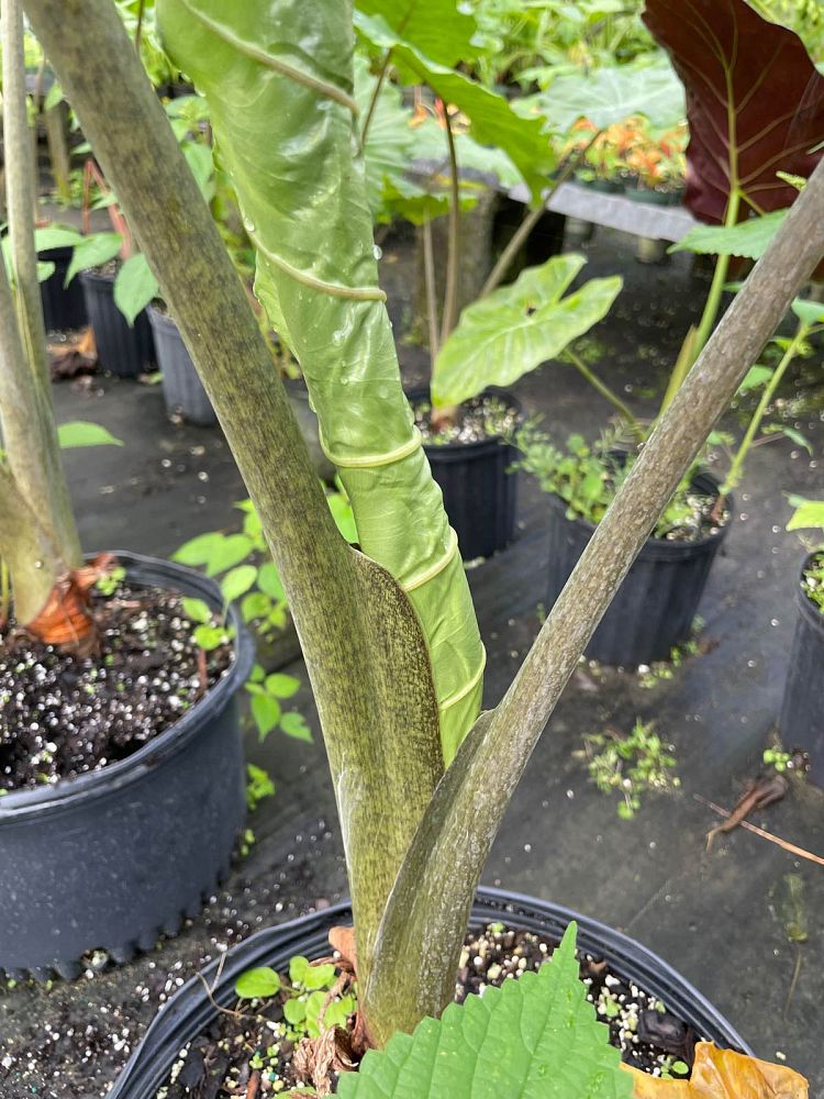 alocasia-portora-elephant-ear