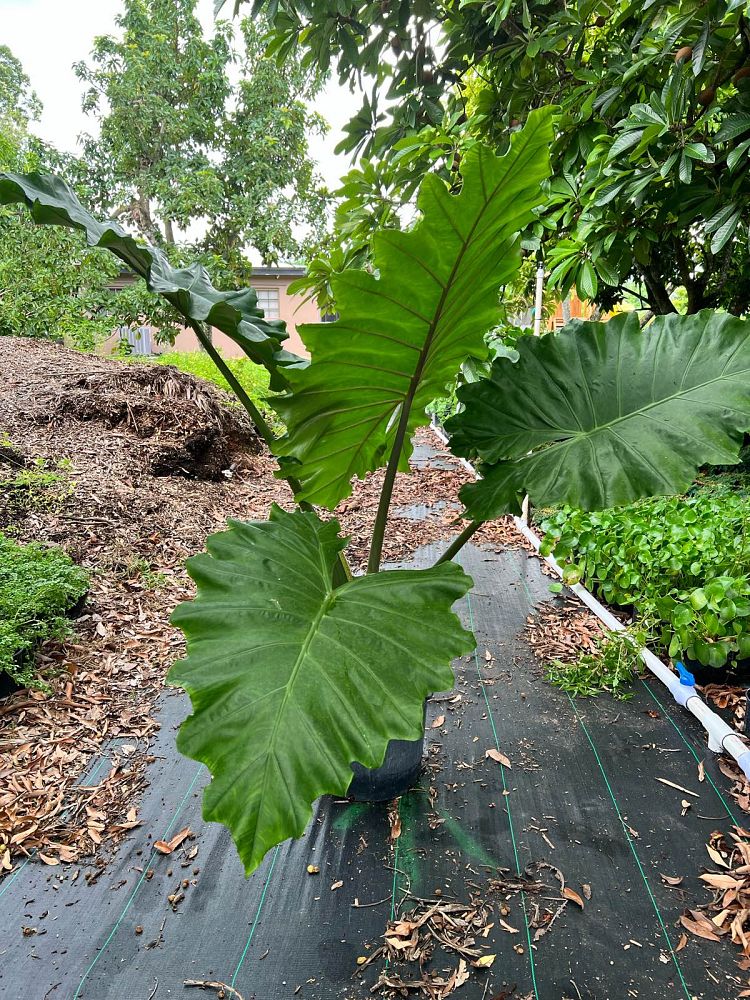 alocasia-portora-elephant-ear