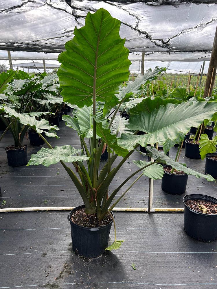 alocasia-portora-elephant-ear
