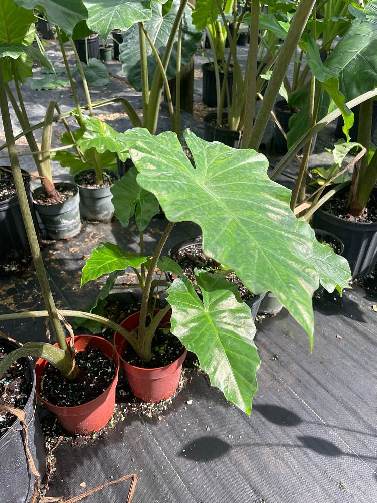 alocasia-portora-elephant-ear