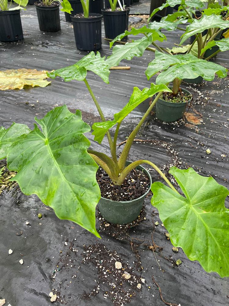 alocasia-portora-elephant-ear