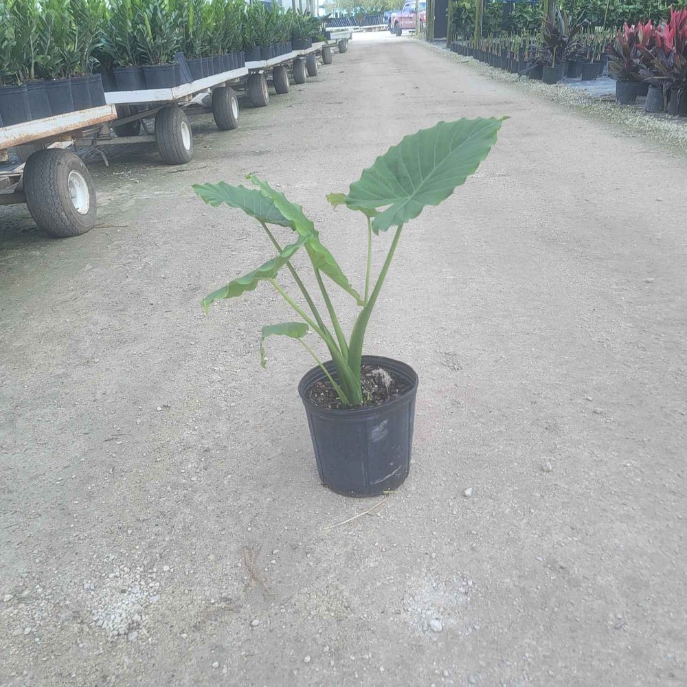alocasia-portora-elephant-ear
