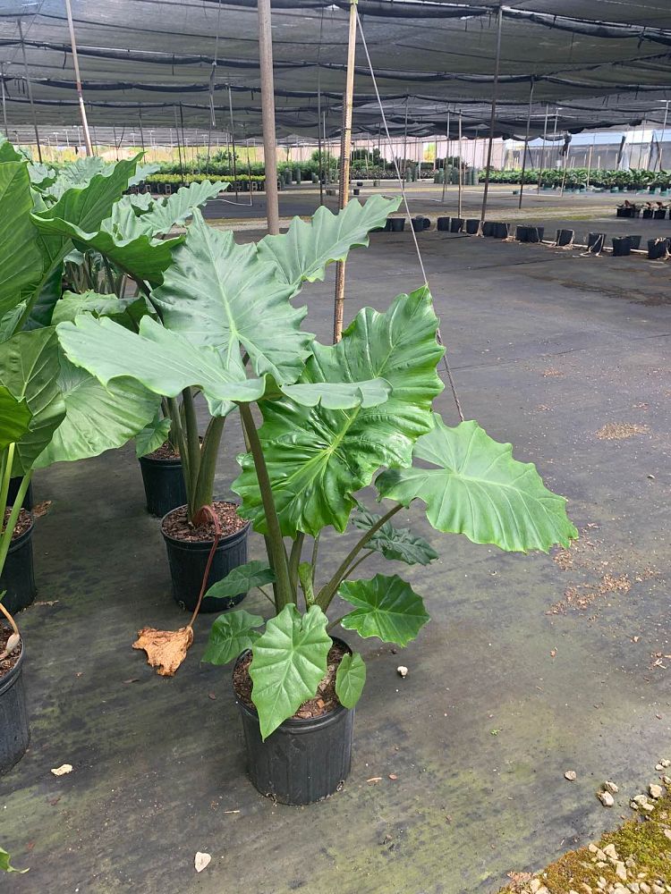 alocasia-portora-elephant-ear