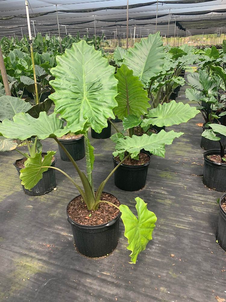 alocasia-portora-elephant-ear