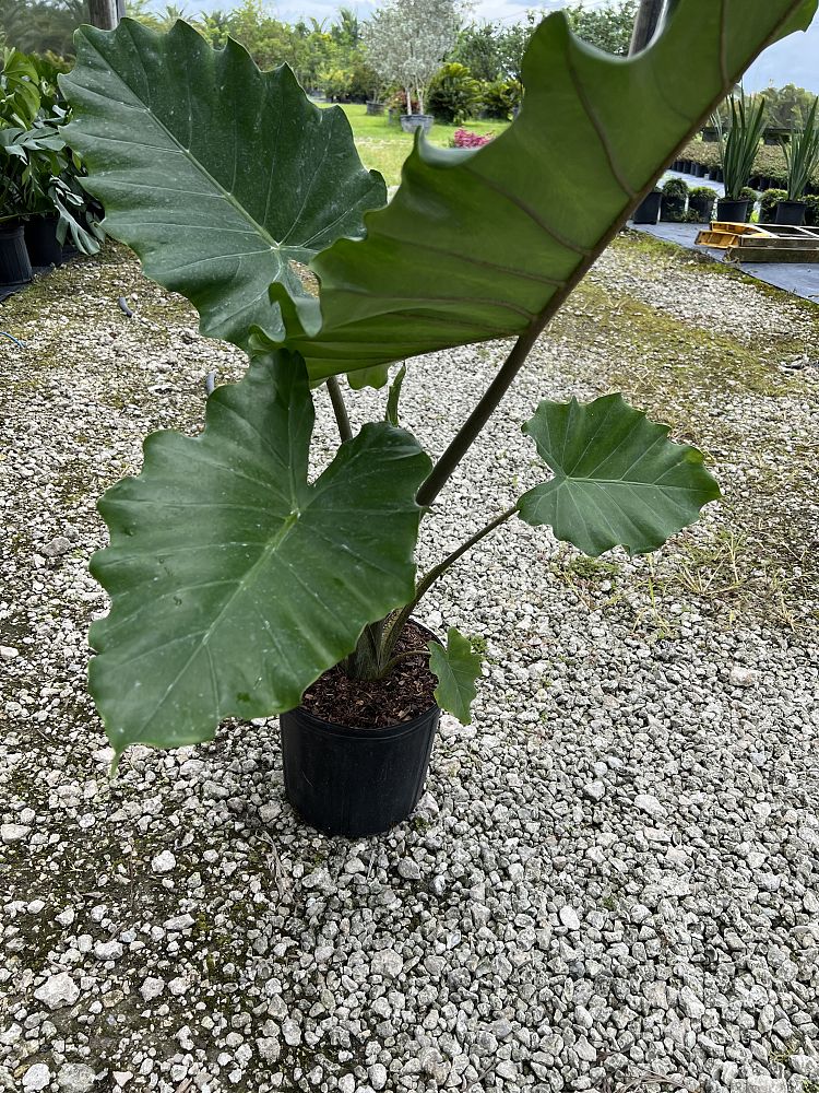 alocasia-portora-elephant-ear