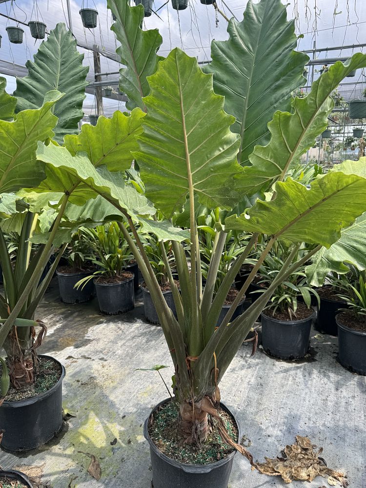 alocasia-portora-elephant-ear