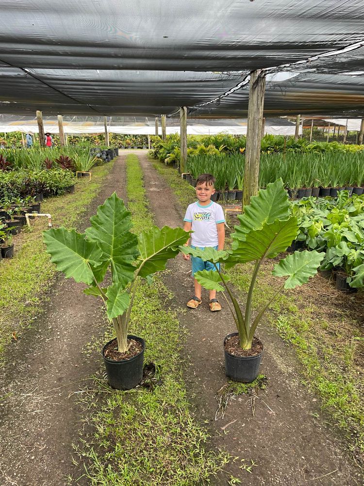 alocasia-portora-elephant-ear