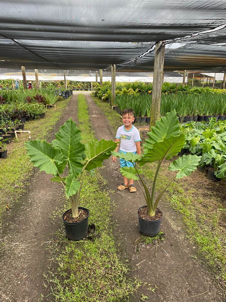 alocasia-portora-elephant-ear