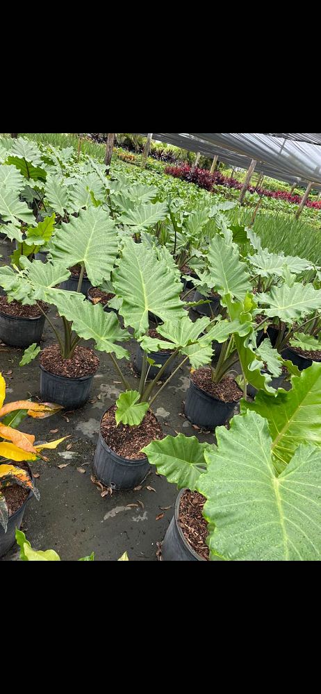 alocasia-portora-elephant-ear