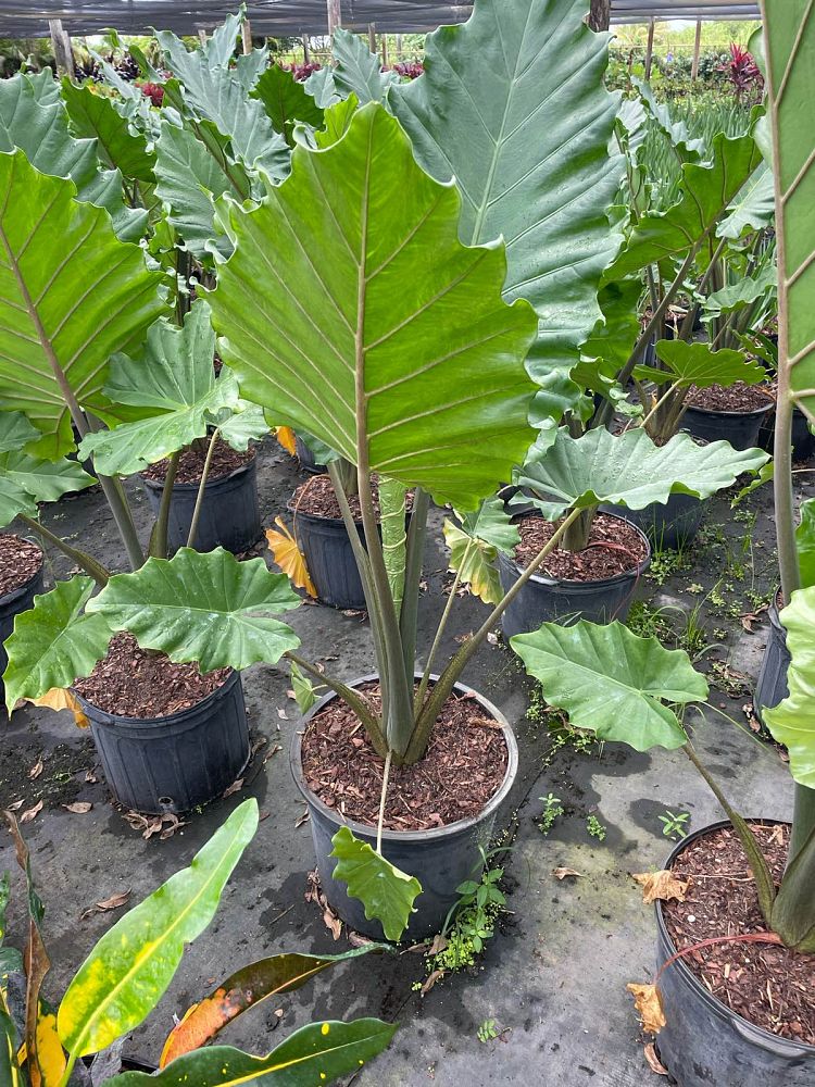 alocasia-portora-elephant-ear