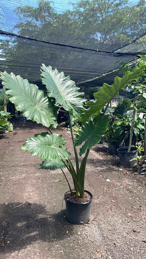 alocasia-portora-elephant-ear
