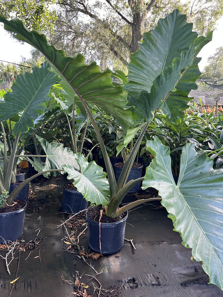 alocasia-portora-elephant-ear