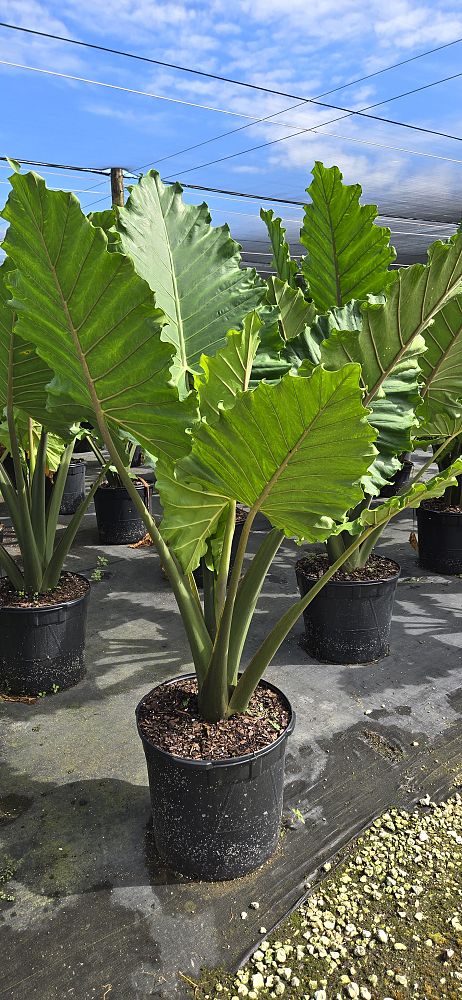 alocasia-portora-elephant-ear